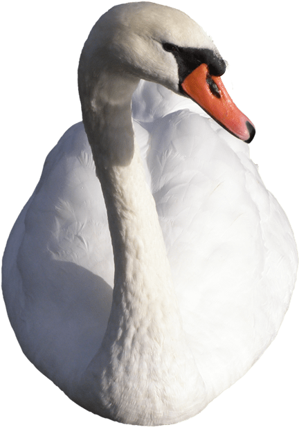 Elegant White Swan Portrait