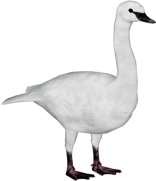 Elegant White Swan Standing