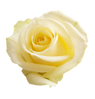 Elegant Yellow Rose Black Background