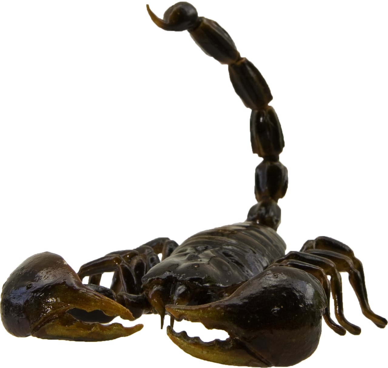 Elevated Scorpion Tail