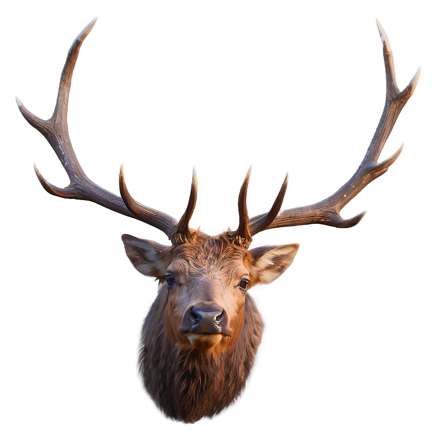 Elk Digital Art Png 05242024