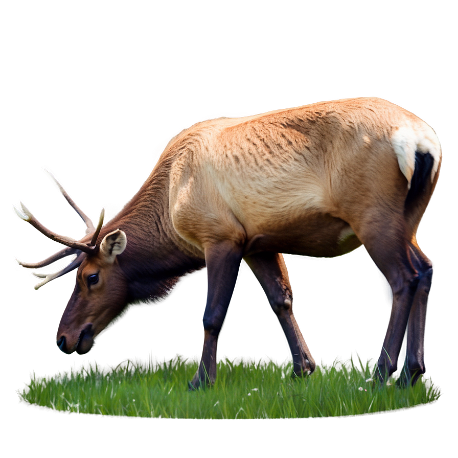 Elk Grazing Png 91