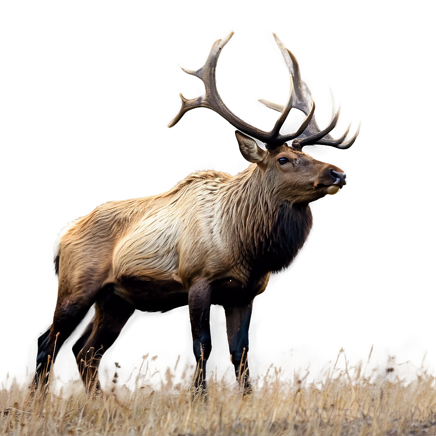 Elk Habitat Png Jhx36