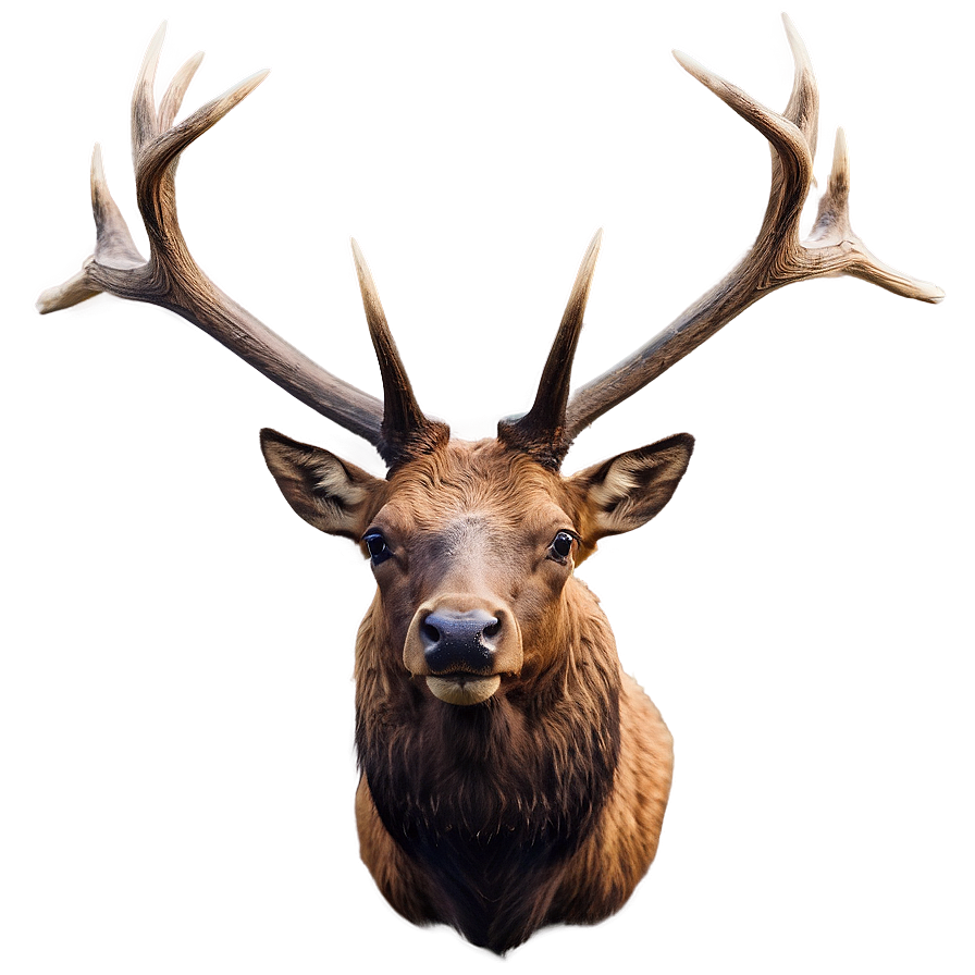 Elk Head Png 32