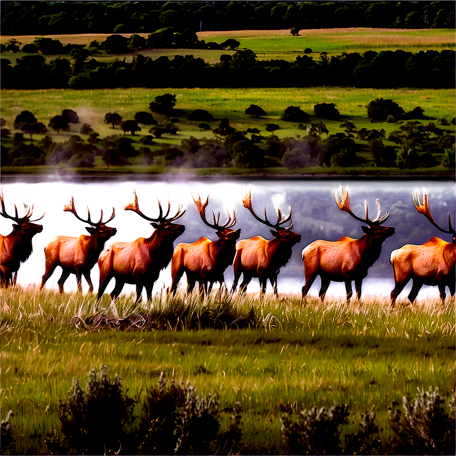 Elk Herd Png 86