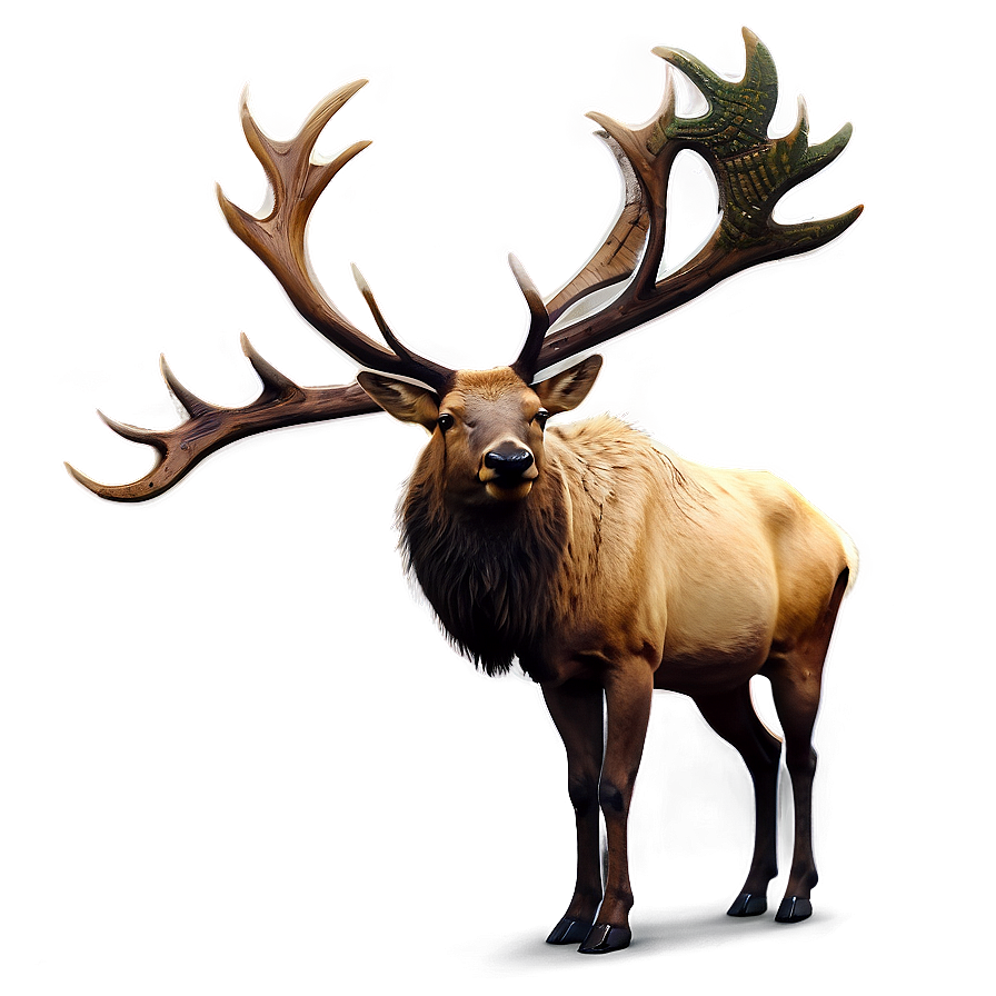 Elk Illustration Png 05242024