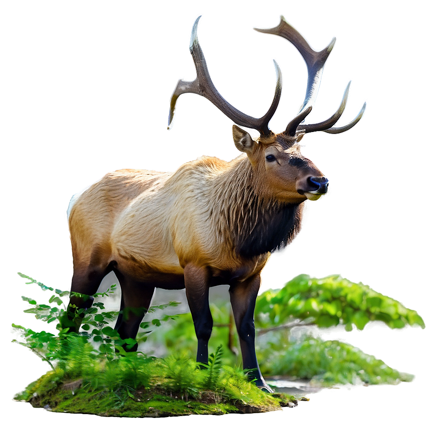 Elk In Forest Png 05242024