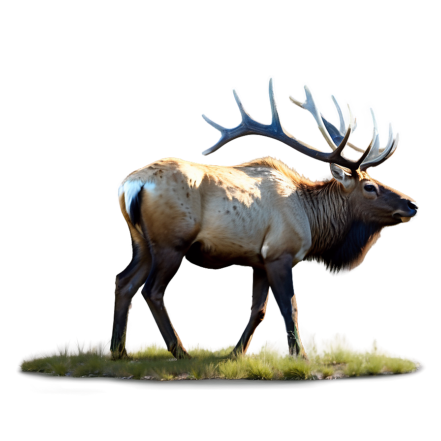 Elk In Forest Png Syh