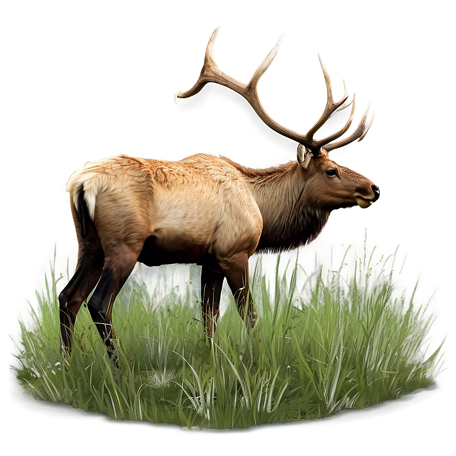 Elk In Grassland Png 05242024