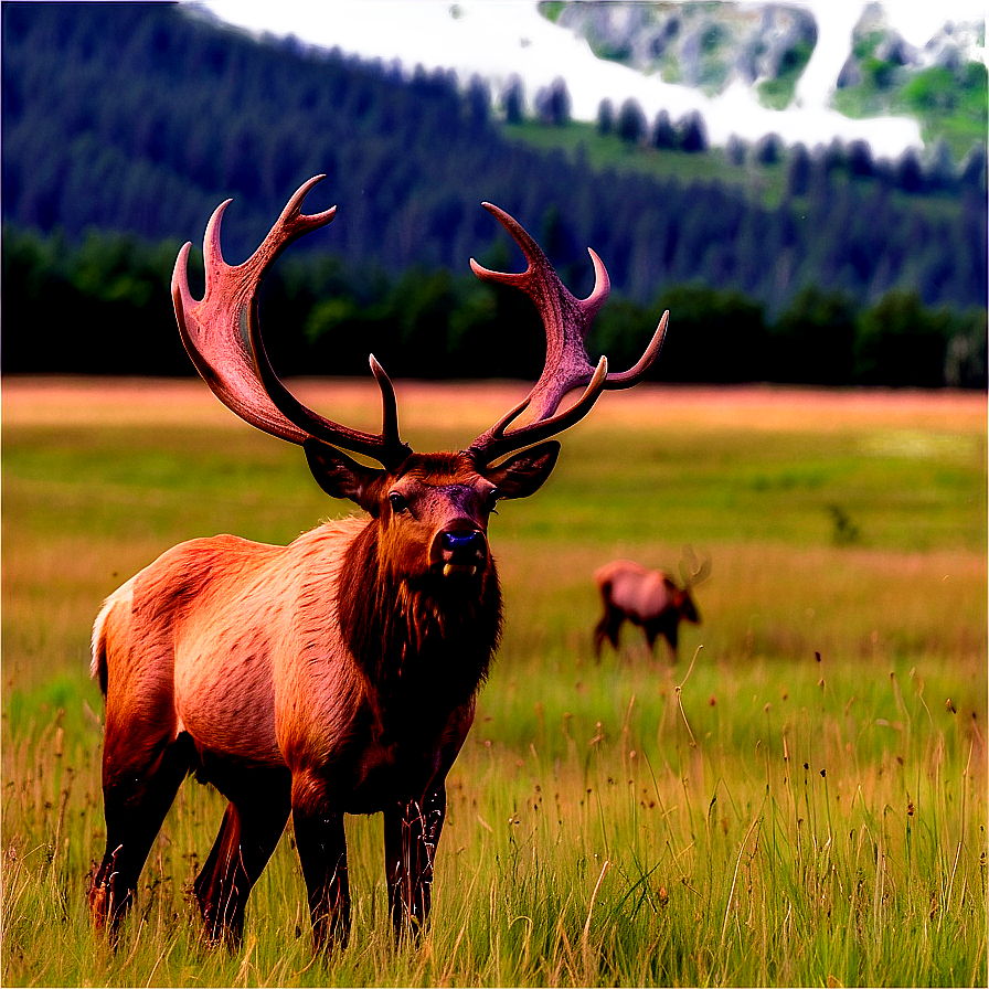 Elk In Meadow Png 05242024