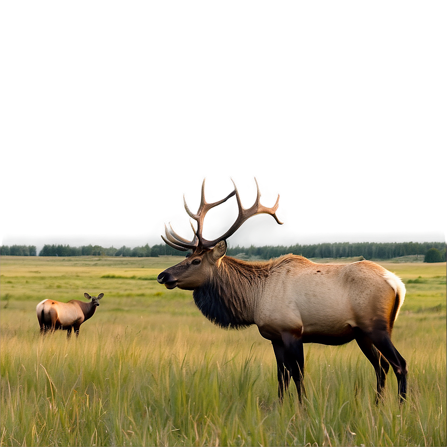 Elk In Meadow Png 05242024