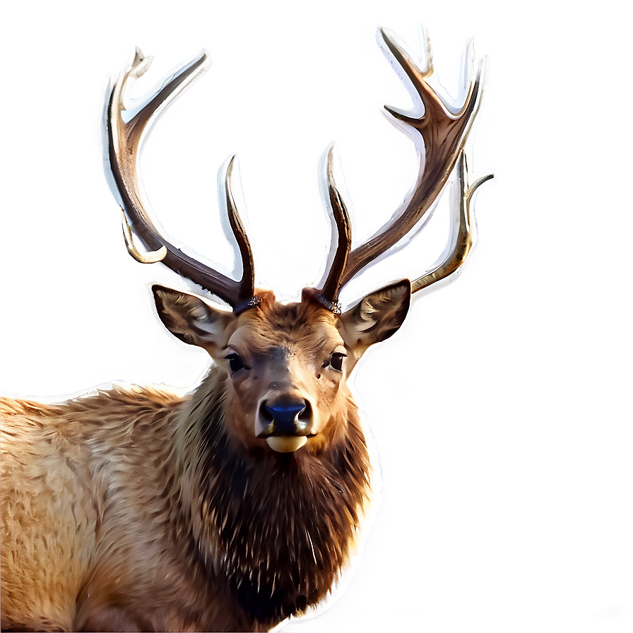 Elk In Nature Png 05242024