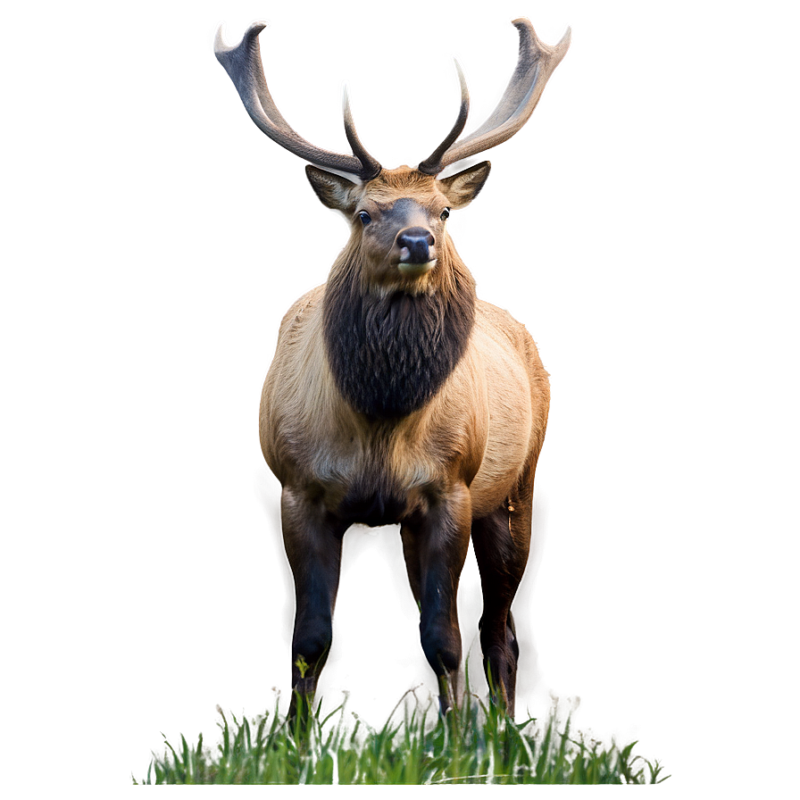 Elk In Nature Png 05242024