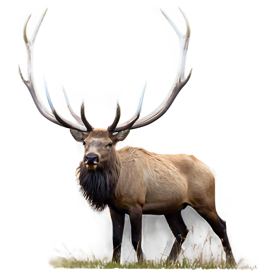 Elk In Nature Png Nxr