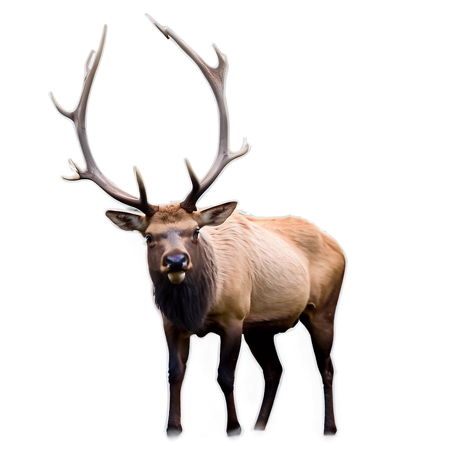Elk In The Wild Png 89