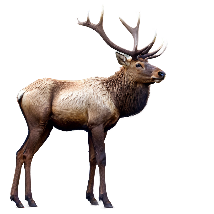 Elk Stance Png Eoh