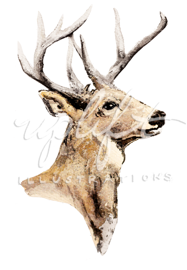 Elk Watercolor Illustration