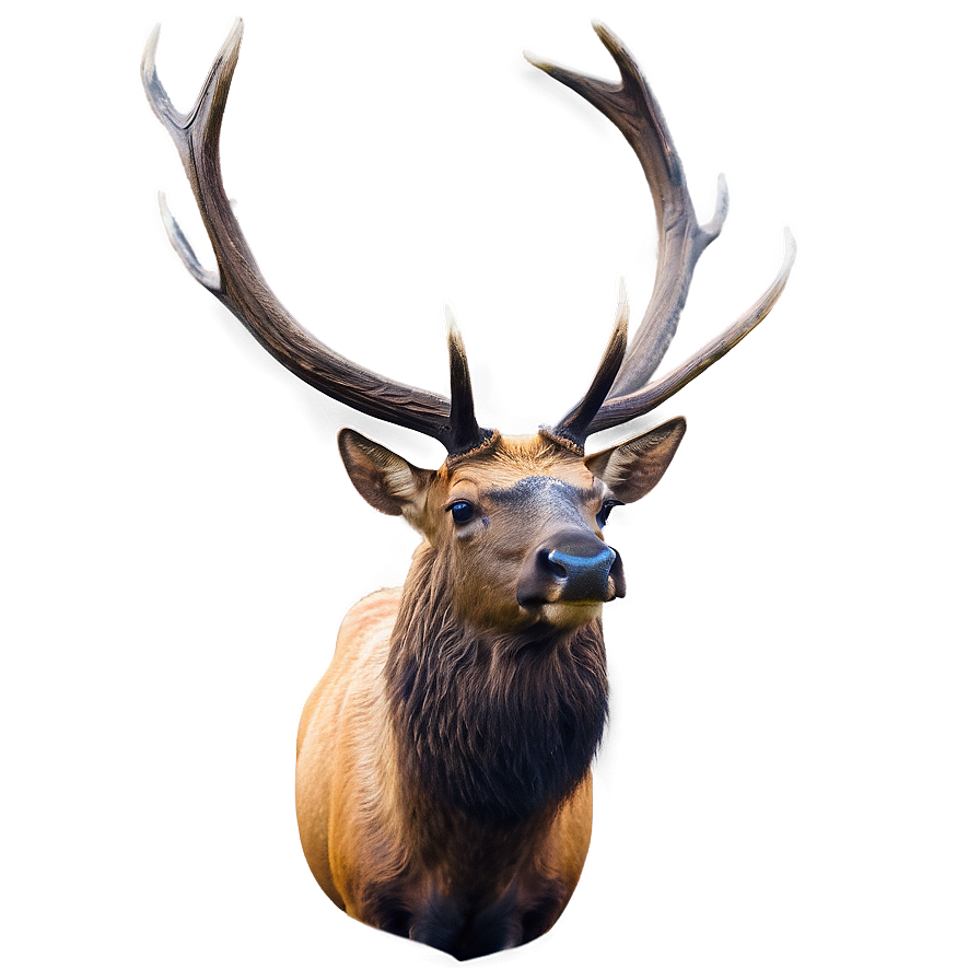 Elk Wildlife Png 43