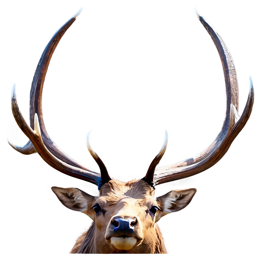 Elk Wildlife Png Kog