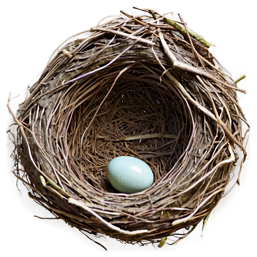 Empty Bird Nest Png 25