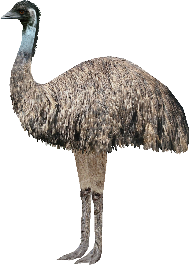 Emu Standing Profile