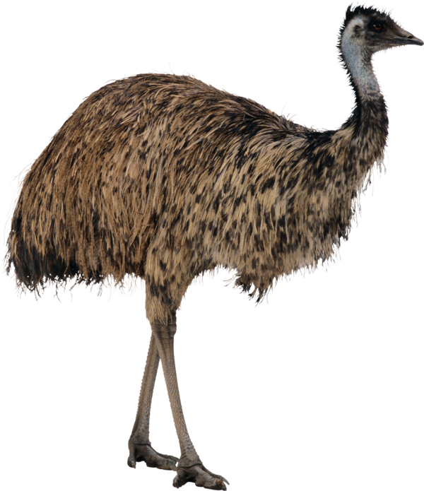 Emu Standing Side View