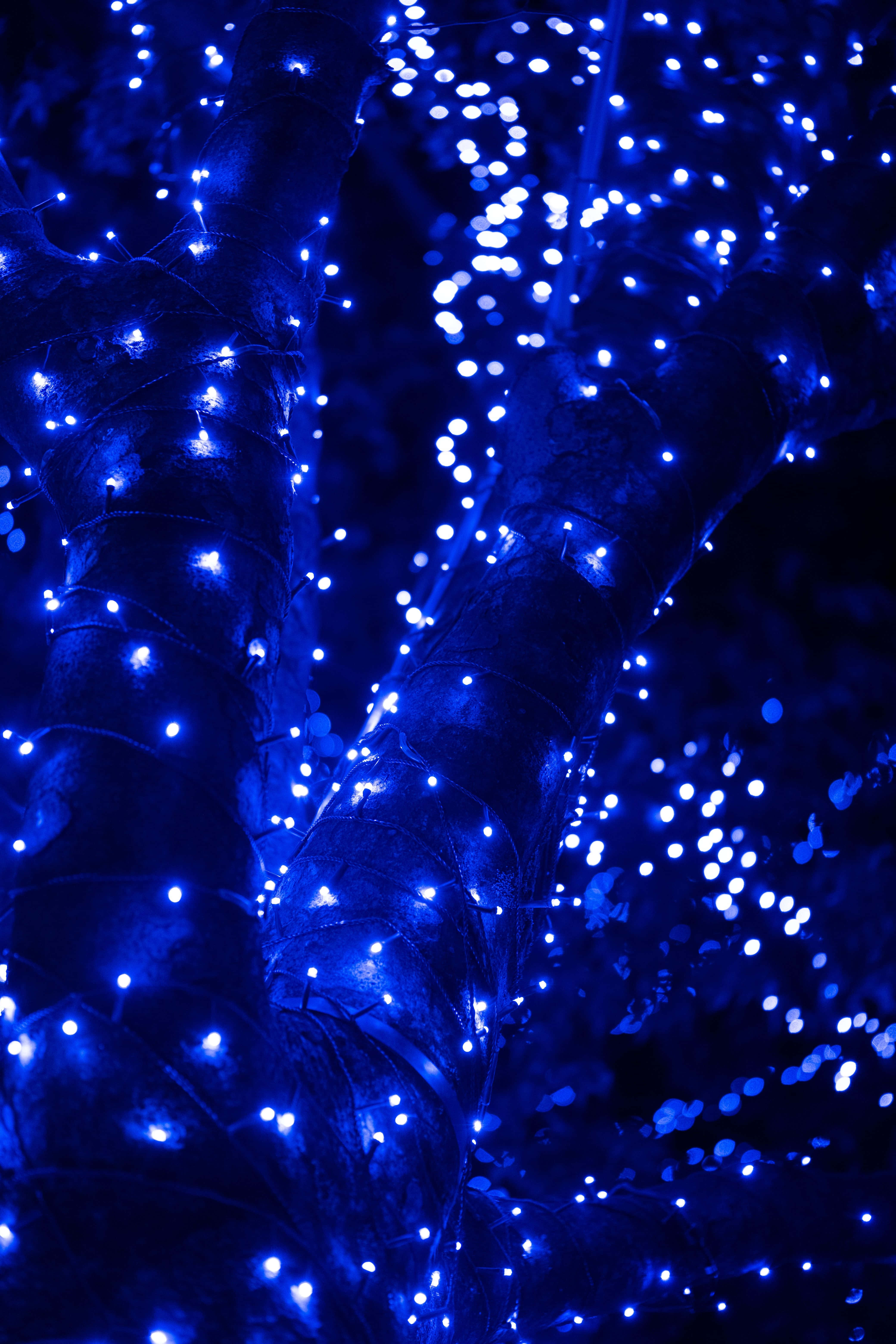 Enchanted Blue Lights Tree