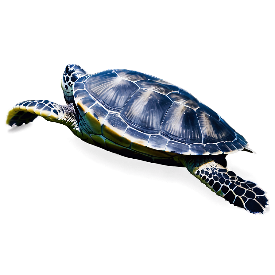 Endangered Sea Turtle Species Png Cds40