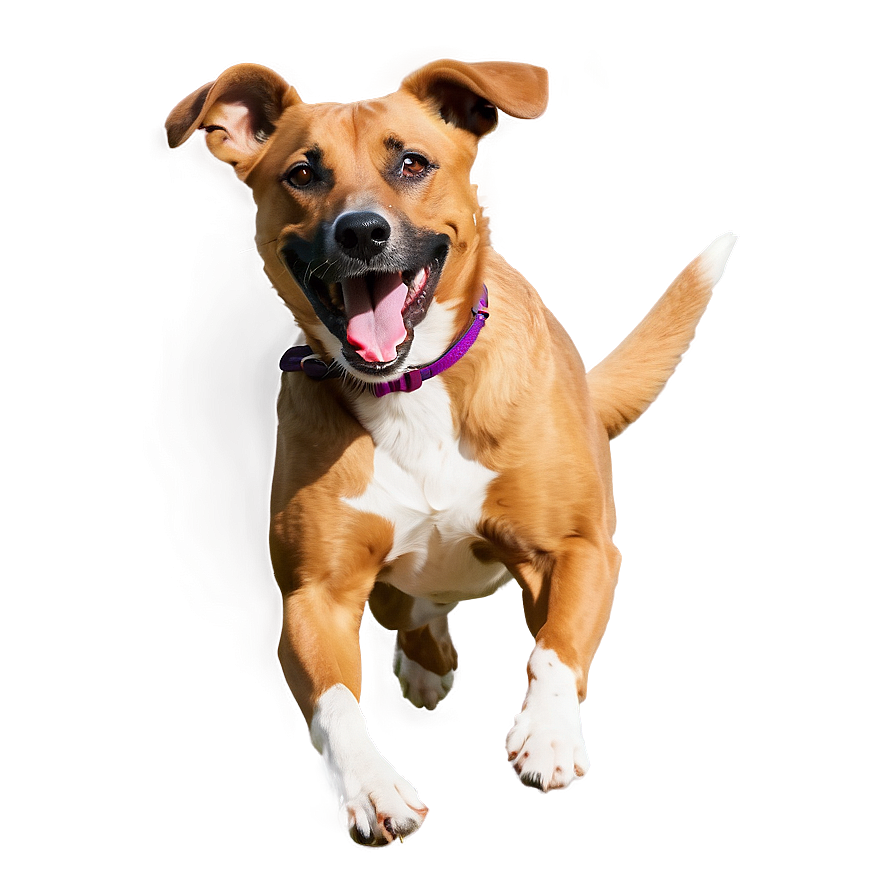 Energetic Dog Running Png Ixo