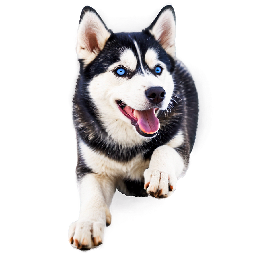 Energetic Siberian Husky Png 40