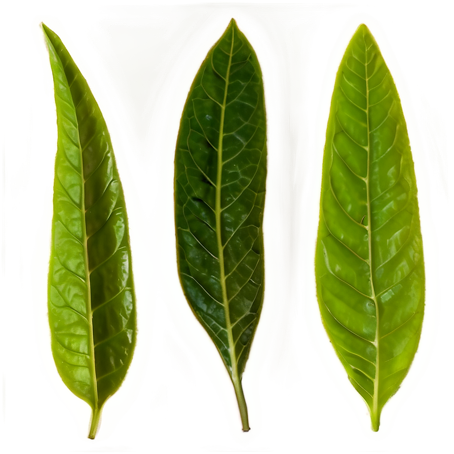 English Breakfast Tea Leaf Png 2