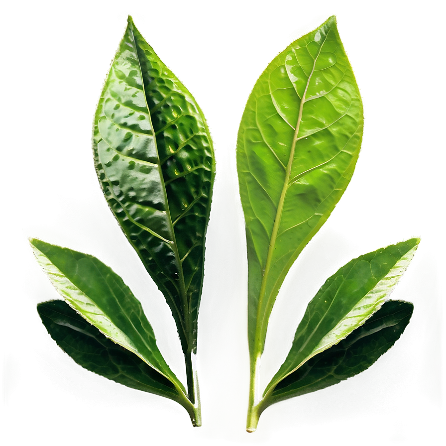 English Breakfast Tea Leaf Png Vra