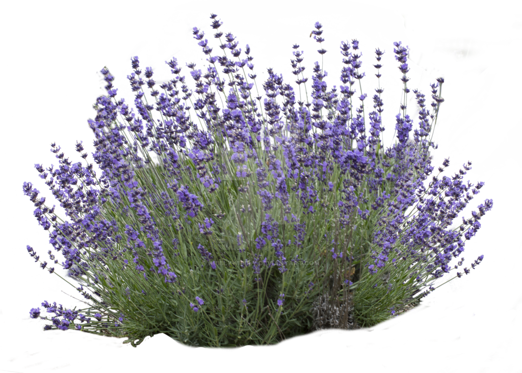 English Lavender Bloom Cluster