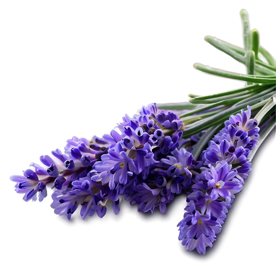 English Lavender Png Ysv46