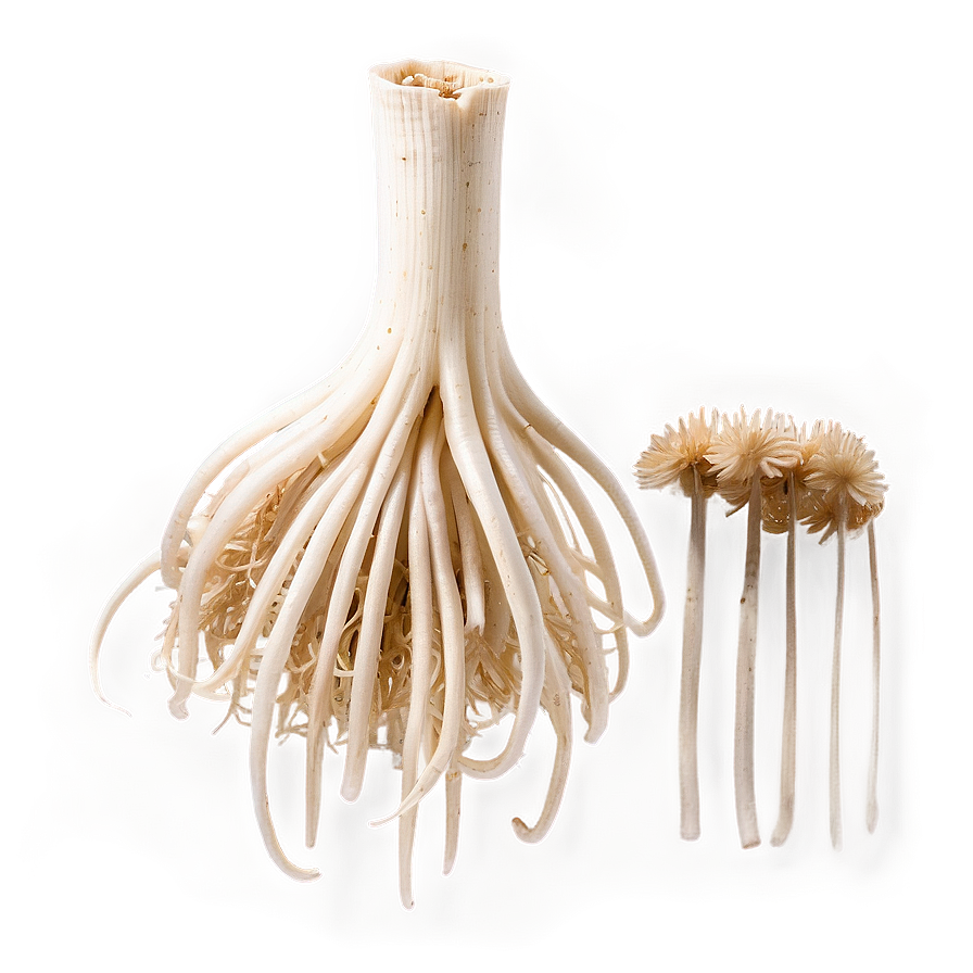 Enoki Mushrooms Png 05242024