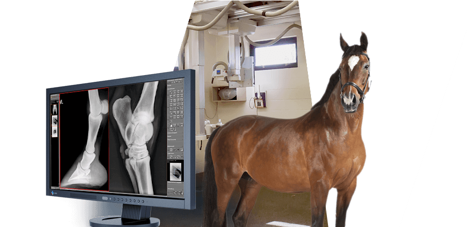 Equine Xray Diagnostic Setup