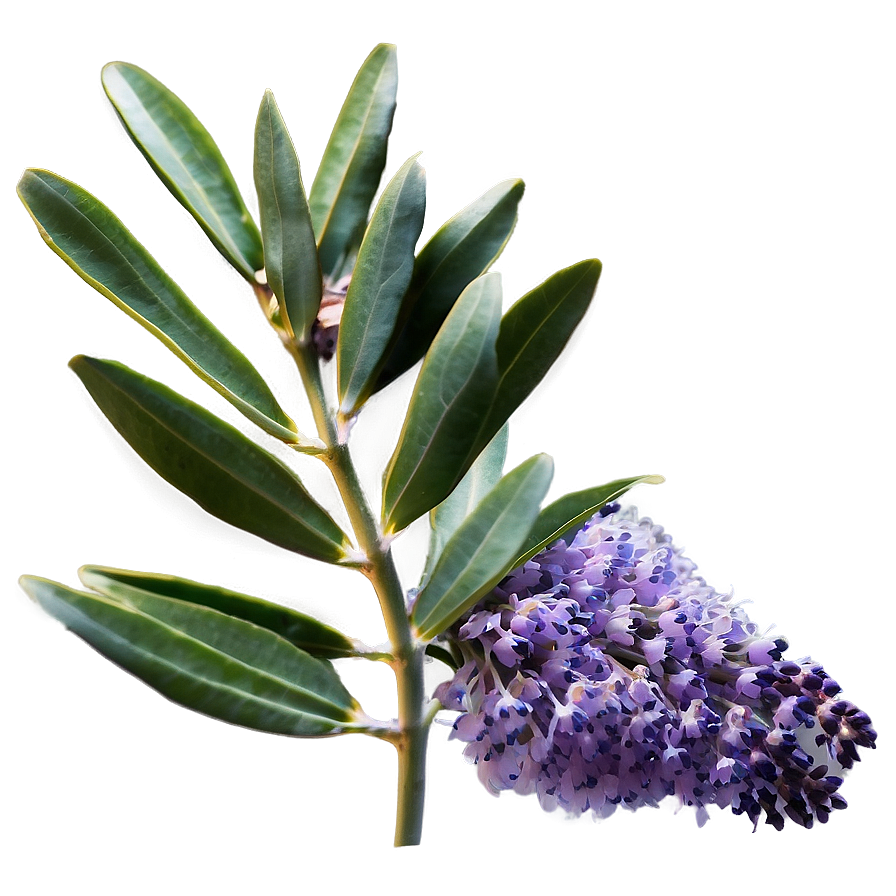 Eucalyptus And Lavender Png 05242024