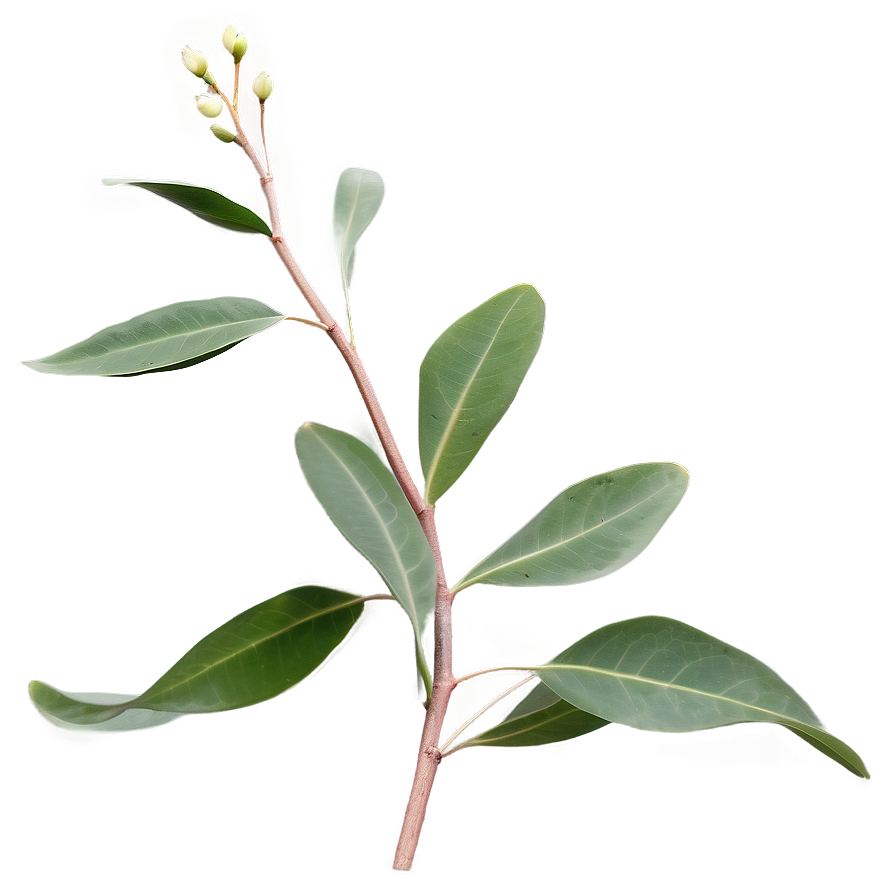 Eucalyptus Branch On White Png 05242024