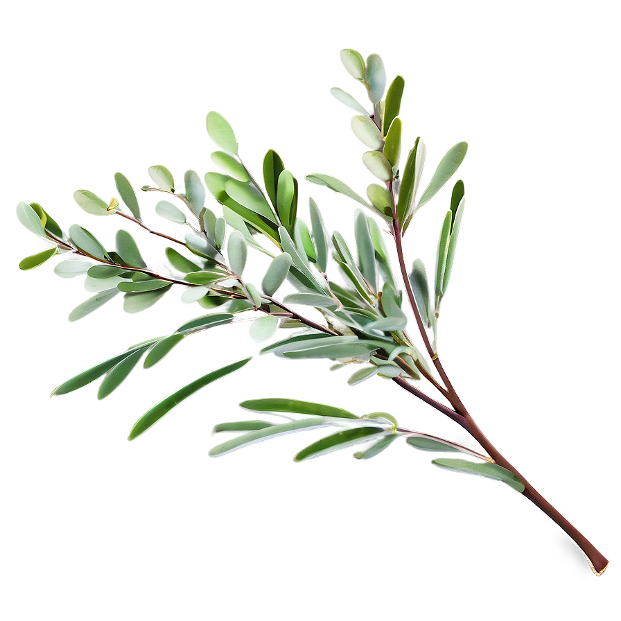 Eucalyptus Branch Png Qig