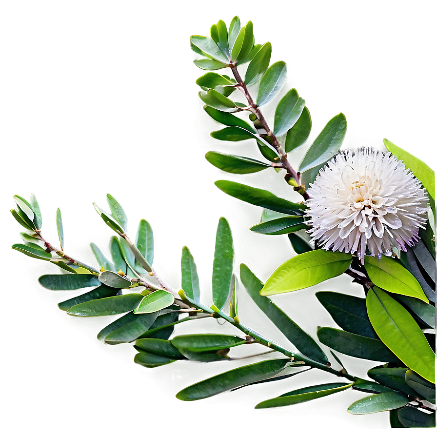 Eucalyptus Branch With Flowers Png 24