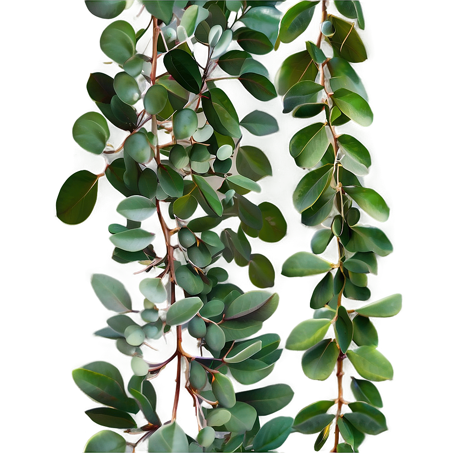 Eucalyptus Garland Png 06272024