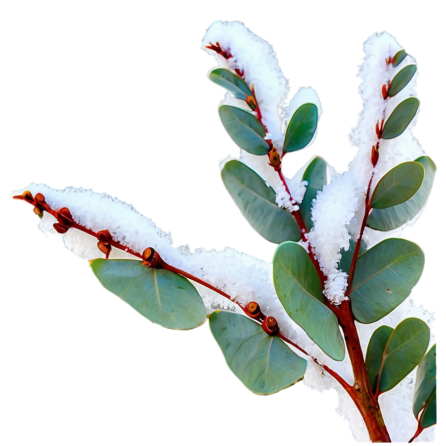 Eucalyptus In Snow Png Psq