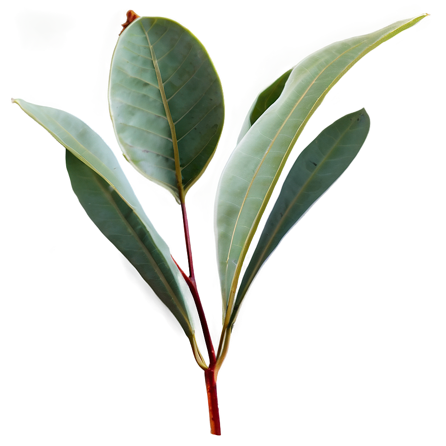 Eucalyptus Leaf Png 17