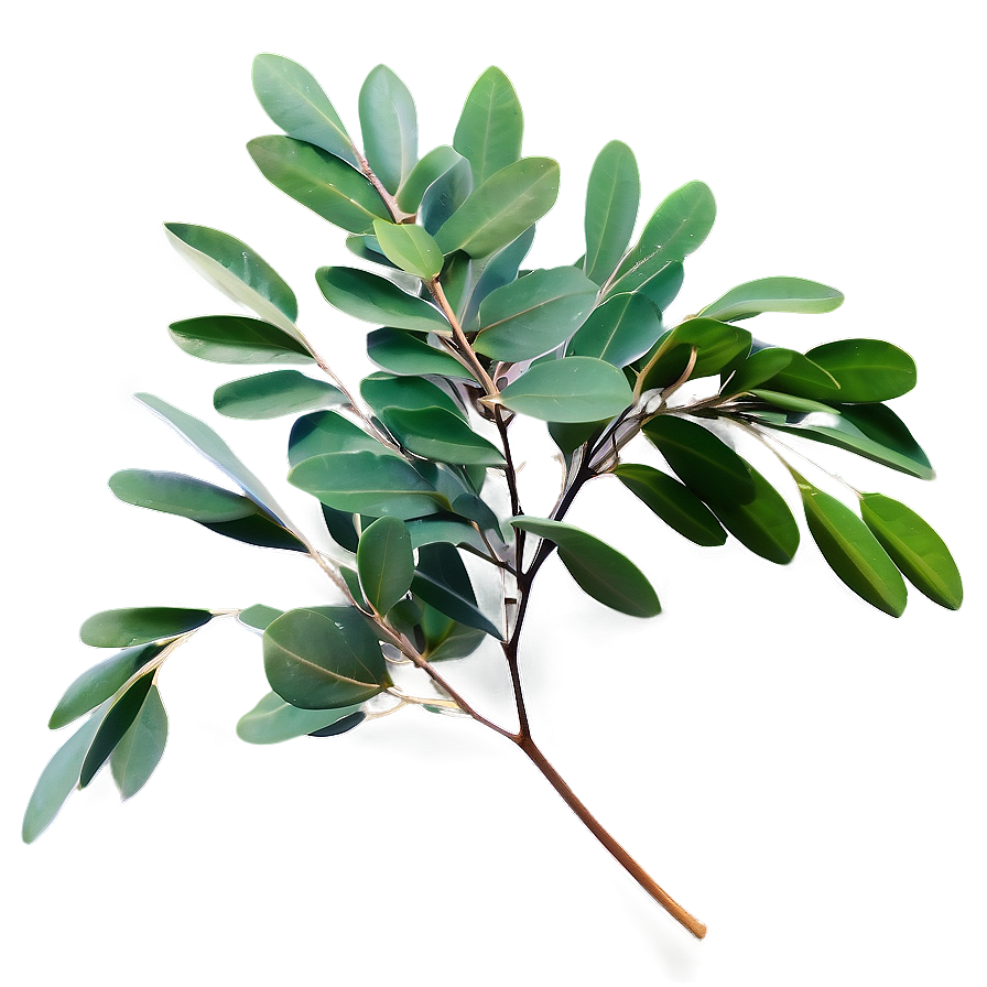 Eucalyptus Leaf Spray Png 20