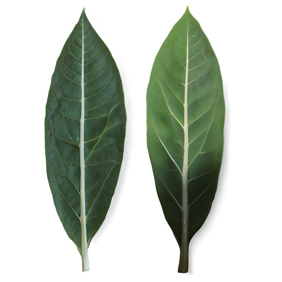 Eucalyptus Leaf Veins Png Mvt