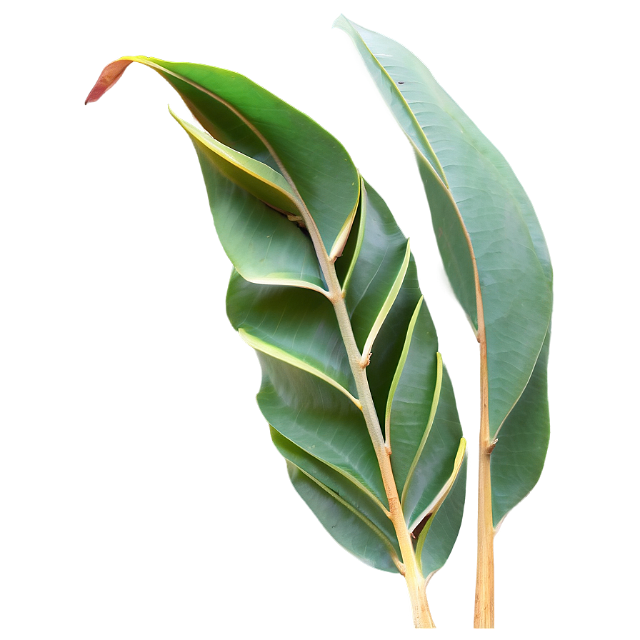 Eucalyptus Leaves B