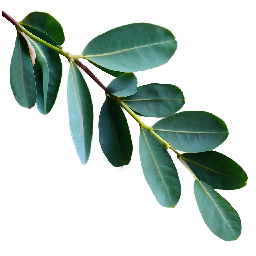 Eucalyptus Leaves Flat Png 06272024