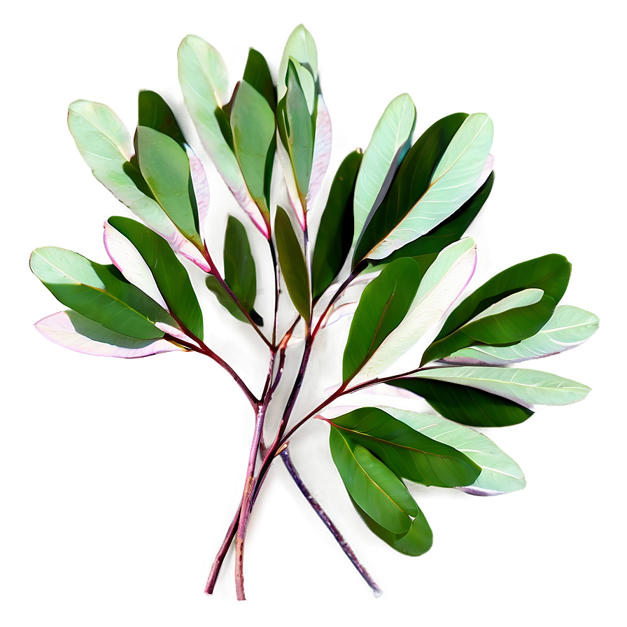 Eucalyptus Leaves Flat Png 92