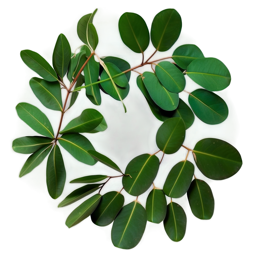 Eucalyptus Leaves Frame Png 05242024