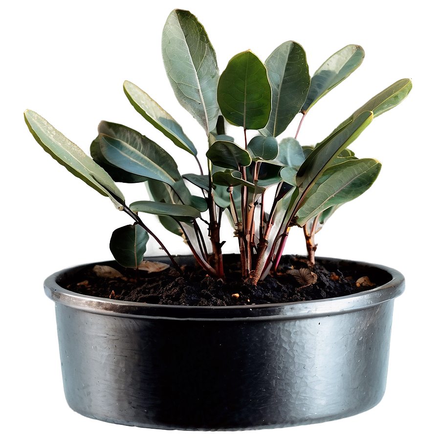 Eucalyptus Leaves In Pot Png 06272024